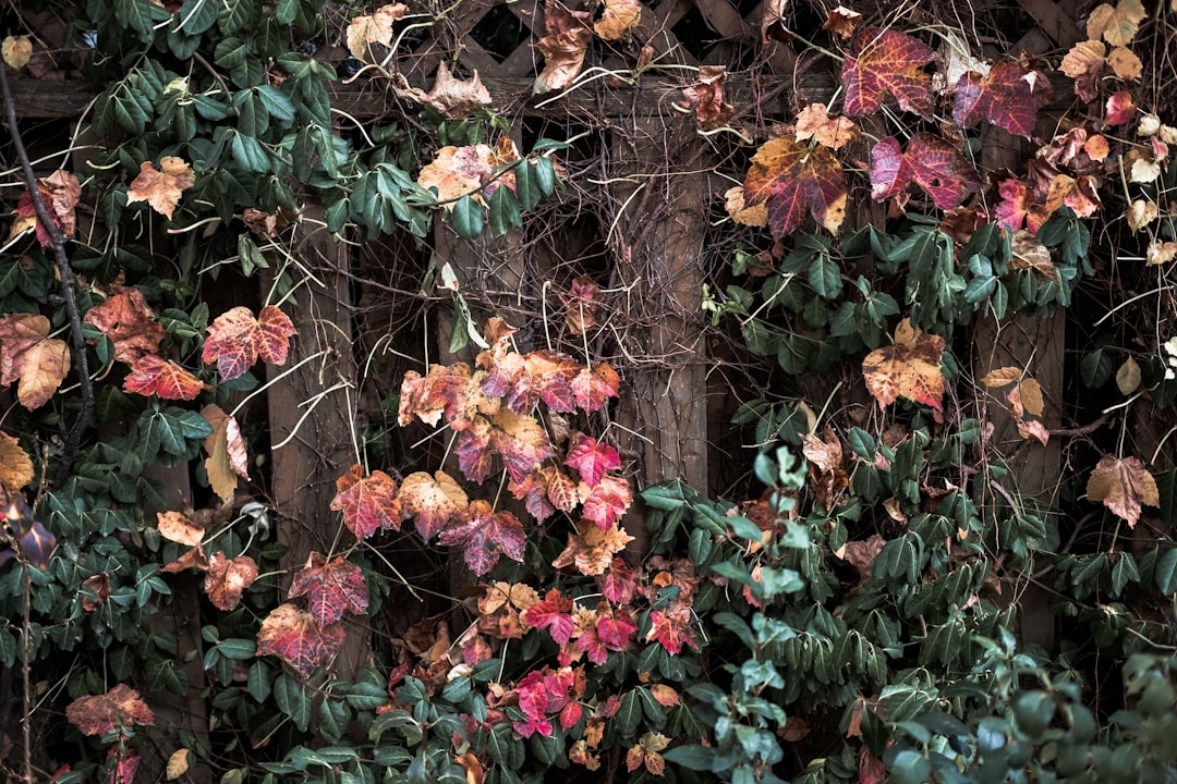 Why Are My Clematis Leaves Turning Brown?
