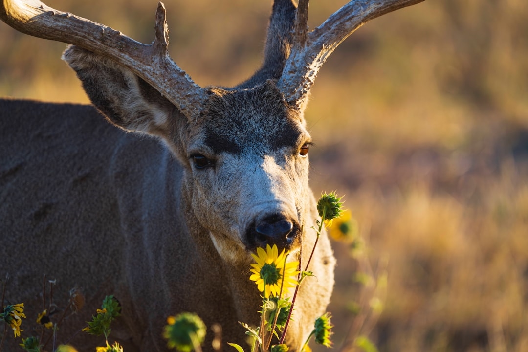 Why Are Deer Eating My Flowers — And What You Can Do About It