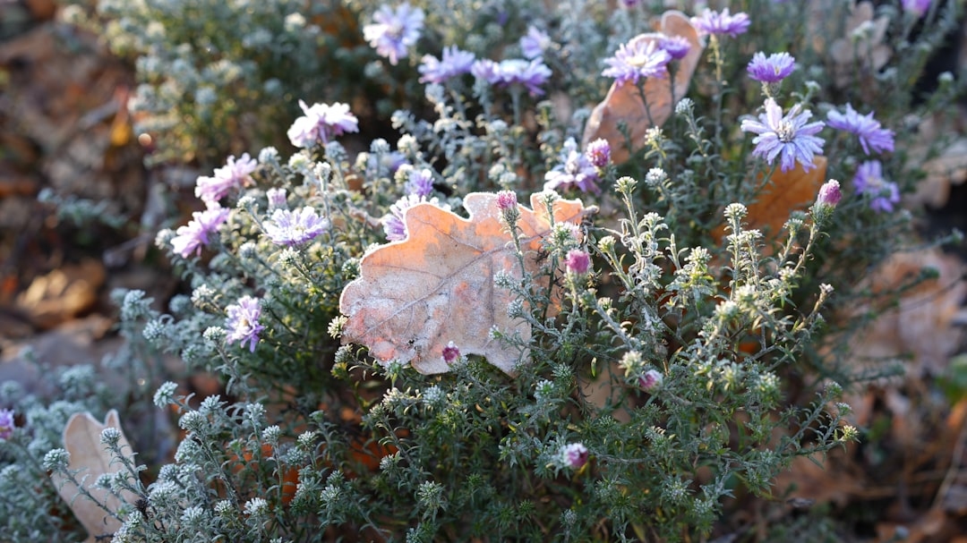 Fall Flowers That Last Until the First Frost