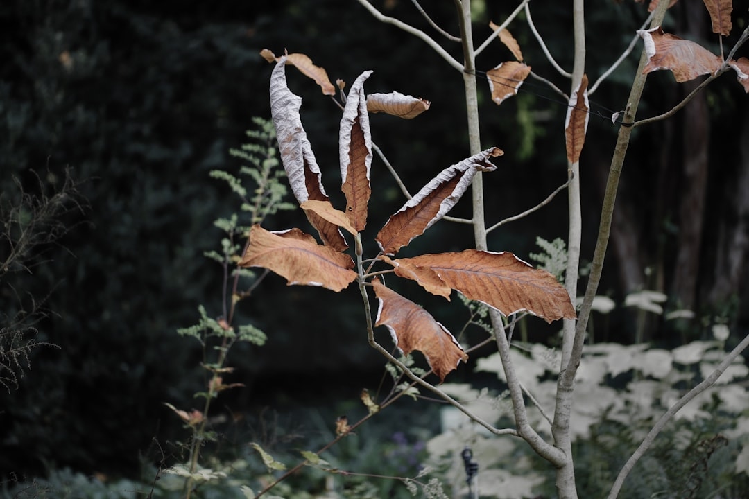 What Flowers to Plant in October Before Winter (And Why Now Is the Perfect Time)