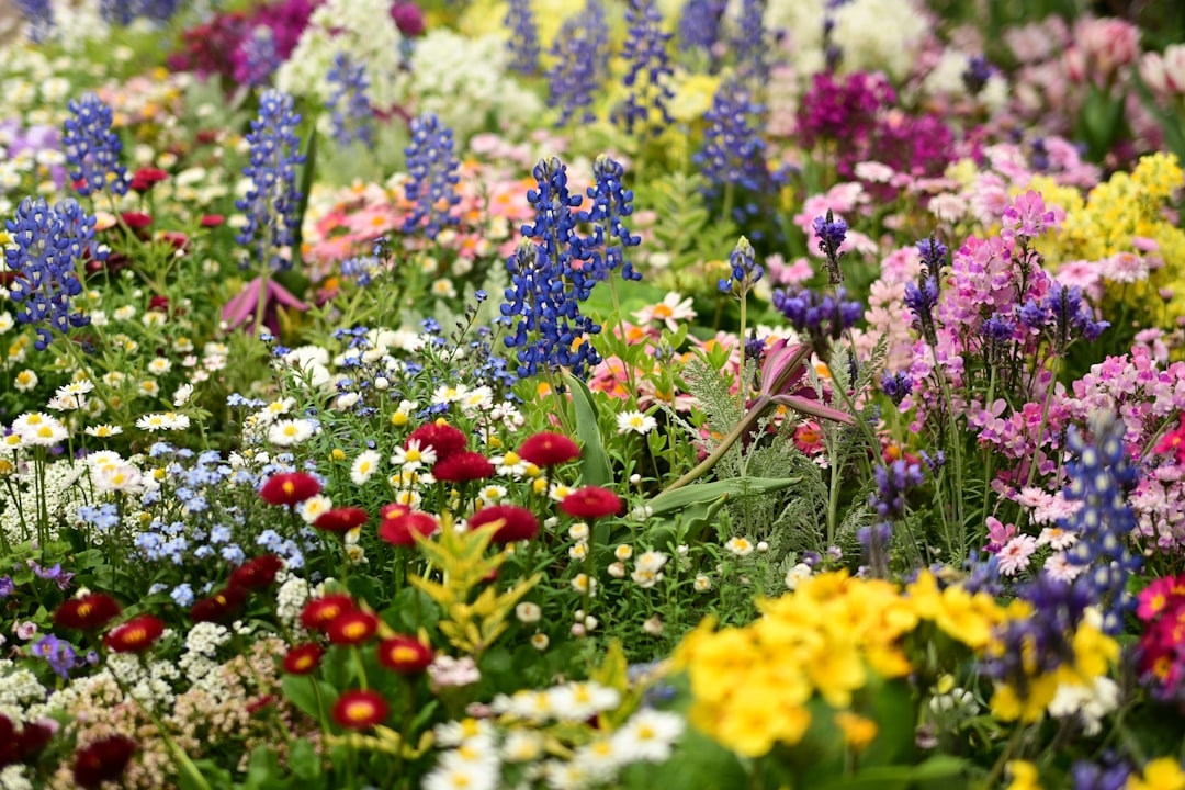 What Flowers Are in Season in July? Your Complete Summer Blooms Guide