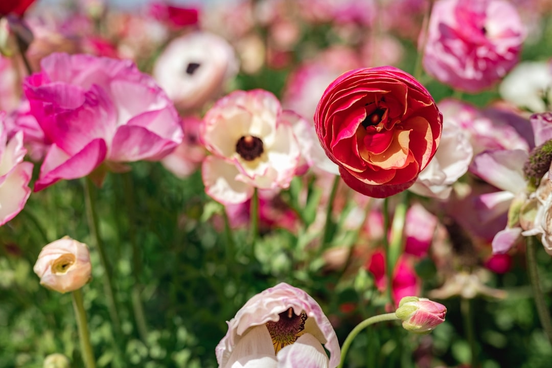 Why Are My Ranunculus Bulbs Rotting — And How to Stop It