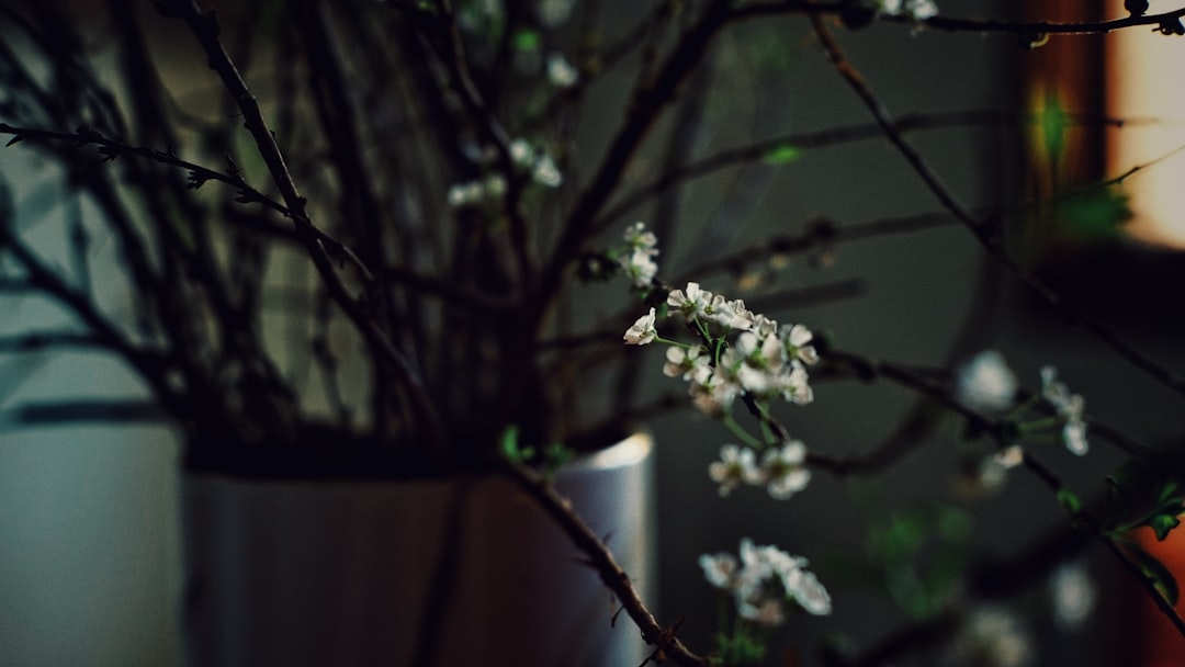 What Flowers Are in Season in January (And How to Make the Most of Them)