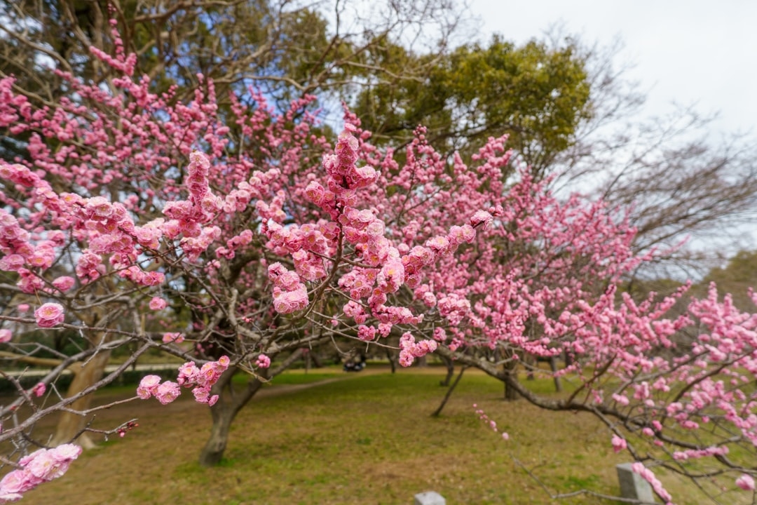 What Flowers Are in Season in February?