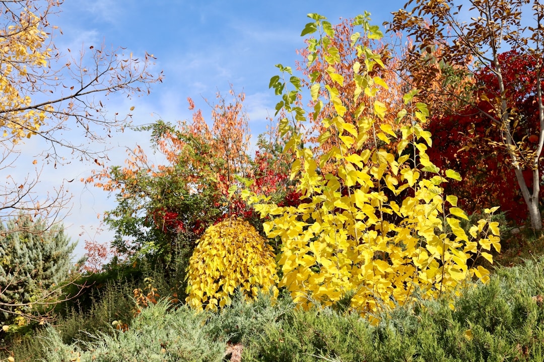 Best Flowers to Plant in Late Summer for a Stunning Fall Garden