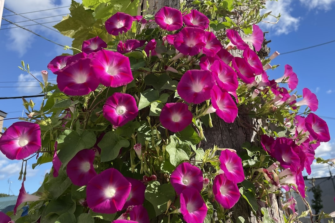 Why Are My Morning Glories Not Climbing — And How to Fix It