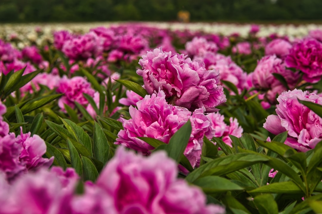 When Is Peony Season in the US? A Region-by-Region Blooming Guide