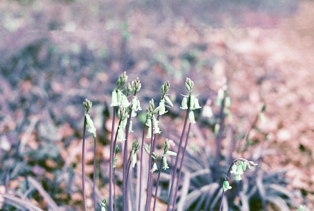 Why Are My Flower Seedlings Leggy and Falling Over?